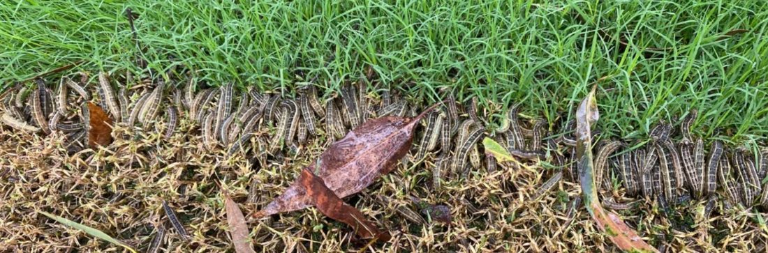 Fall armyworms massed along the edge of a bermuda lawn, eaten stubble on one side and green grass on the other
