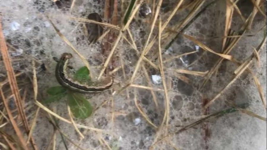 A fall armyworm brought to the surface by the soapy water test on a lawn