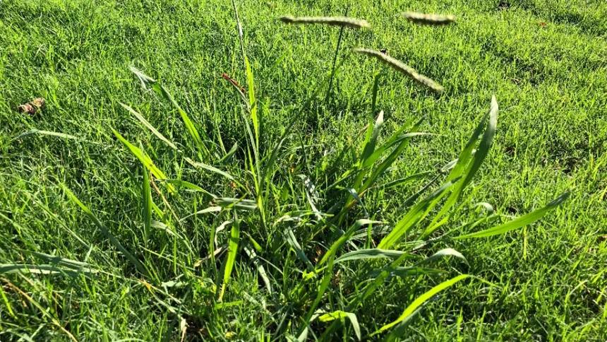 A coarse dallisgrass clump growing in a bermuda lawn with seed stalks rising above the turf