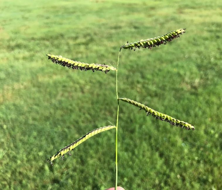 Close view of a dallisgrass seed head showing the dark peppered spots along the spikelets