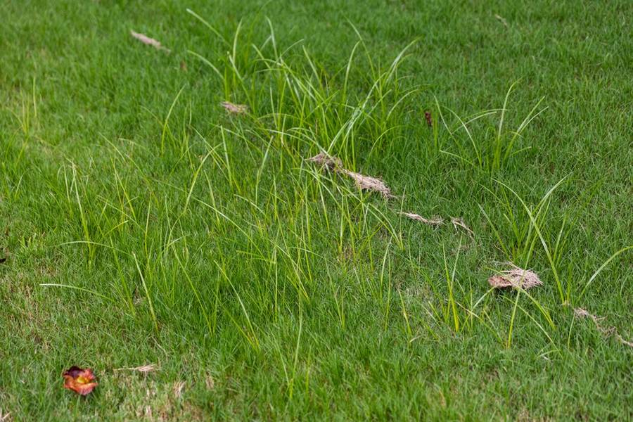 Nutsedge standing taller than the surrounding bermuda grass a couple of days after mowing