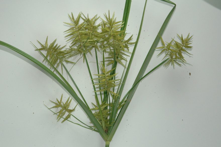 Close view of a yellow nutsedge seed head showing the star-shaped spikelets and three-ranked leaves