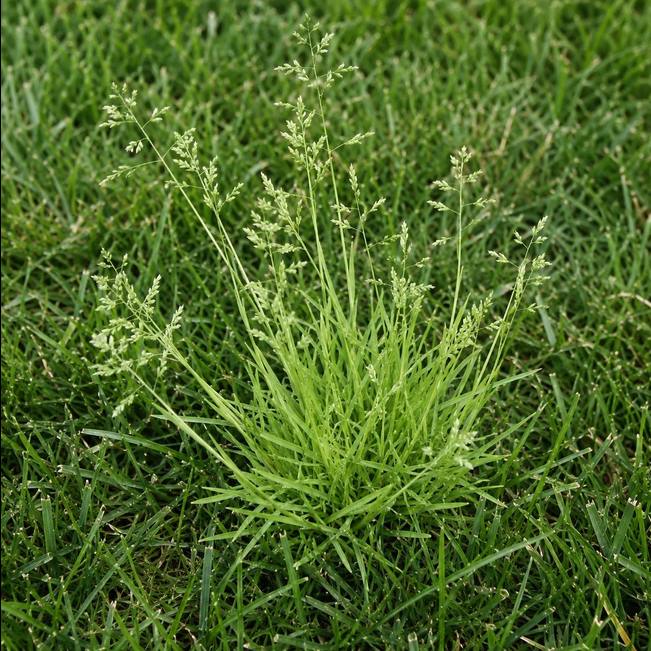 A poa annua clump growing in turf, finer and lighter than the grass around it with pale seed heads