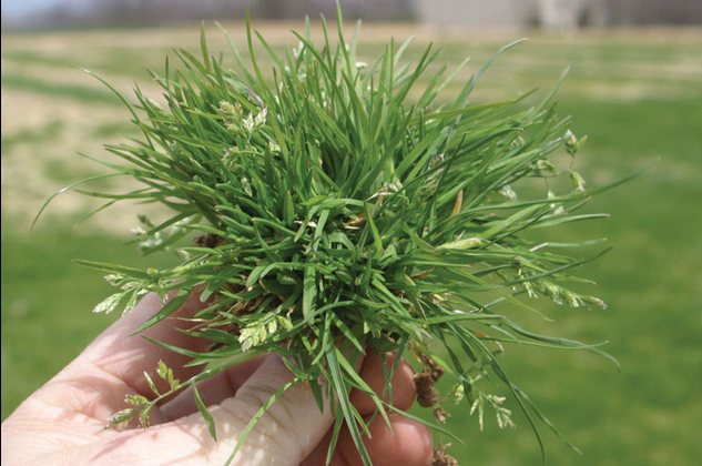 A poa annua tuft held in hand showing the dense clumping crown and whitish seed heads