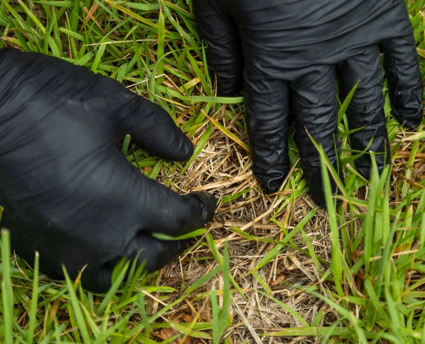 Gloved hands parting bermuda to show the straw coloured dead runners inside a spring dead spot patch