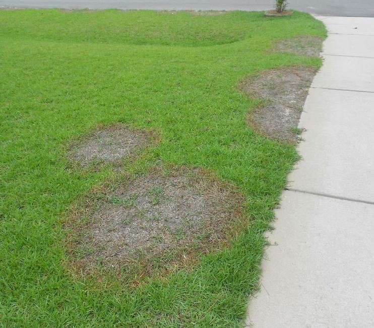Circular dead patches of spring dead spot in a bermuda lawn beside a sidewalk while the rest of the lawn is green